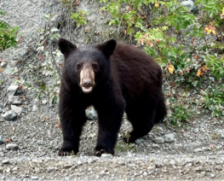 small black bear
