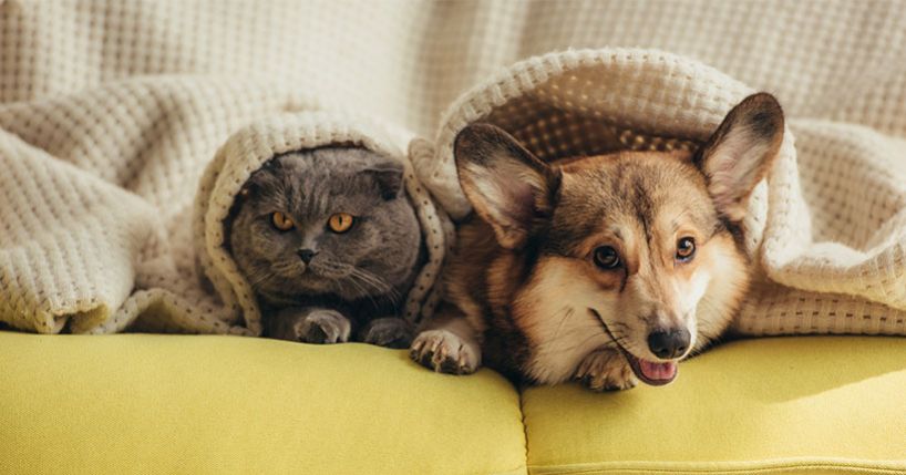 Cat and dog snuggling under blanket on couch.