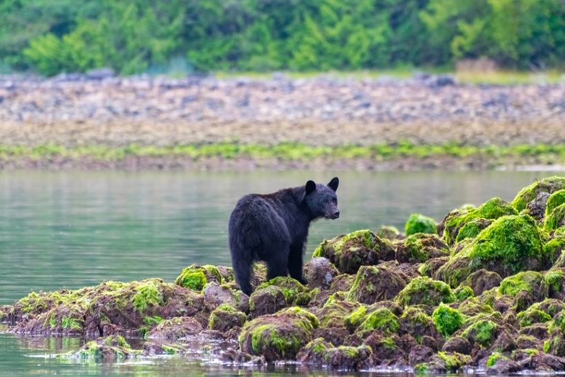 Young black bear standing on shore of river looking back over shoulder at camera.