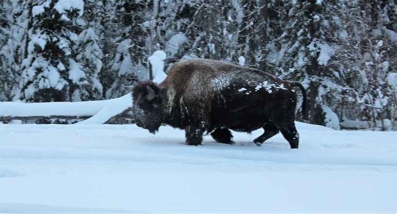 Bison in the snow