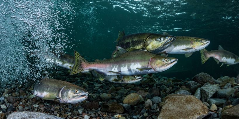 School of salmon swimming.