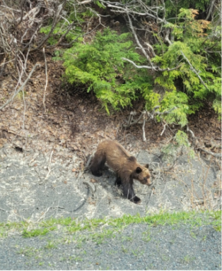 bear